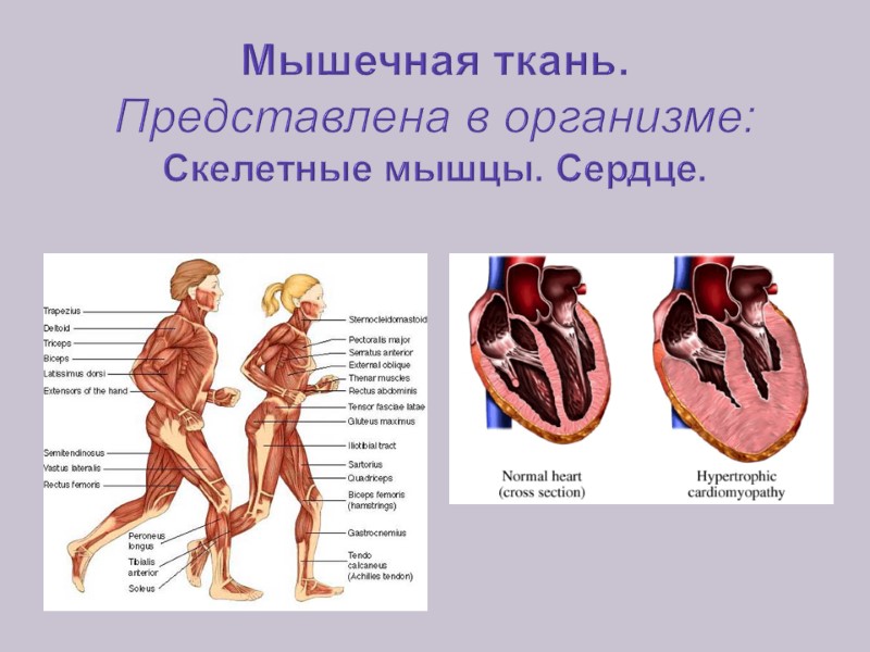 Мышечная ткань. Представлена в организме: Скелетные мышцы. Сердце.
